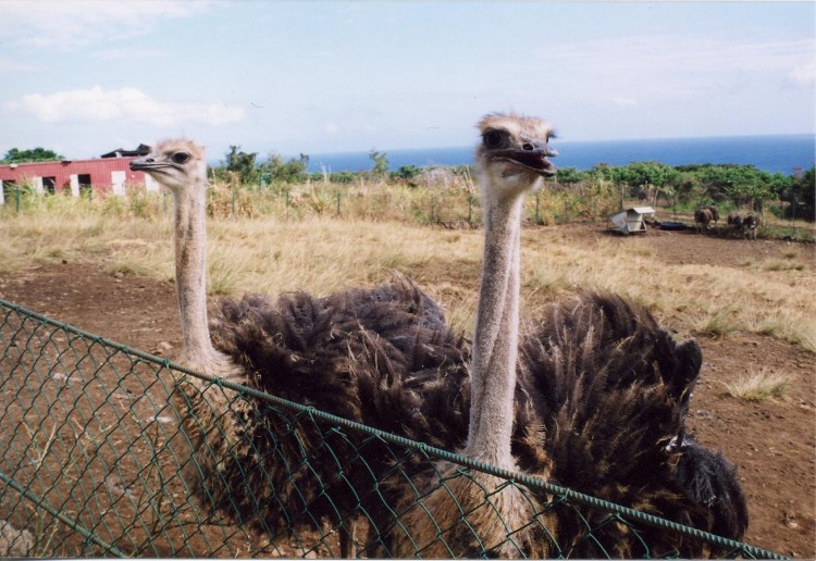 Fonds d'cran Animaux Oiseaux - Autruches et Emeus Autruches de l'Ile de la Runion.