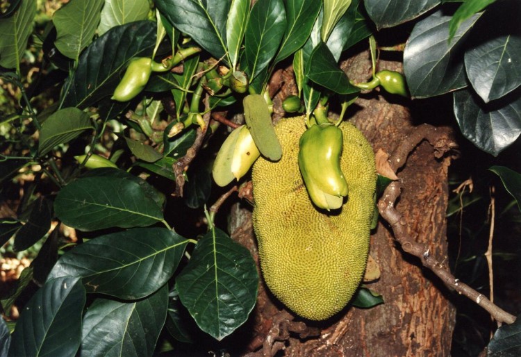 Fonds d'cran Nature Fruits Jacques de l'Ile de la Runion.