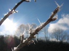 Fonds d'cran Nature Epine de glace