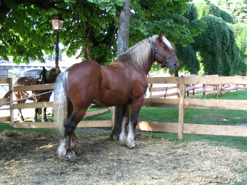 Wallpapers Animals Horses Cheval de trait Comtois