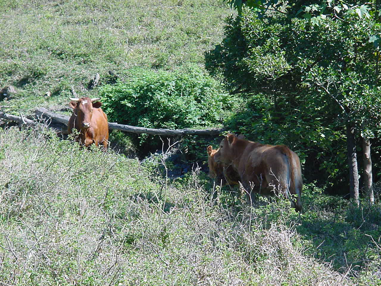 Fonds d'cran Animaux Vaches - Taureaux - Boeufs Troupeau en brousse en Nouvelle Caldonie