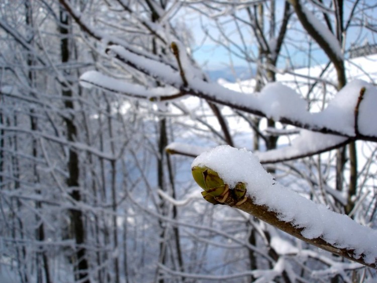 Fonds d'cran Nature Saisons - Hiver Le printemps est-il dj prt ?