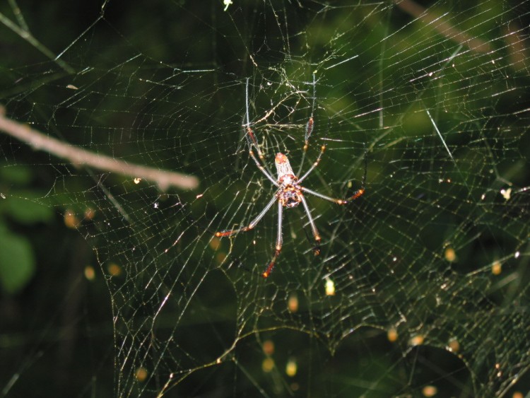 Fonds d'cran Animaux Araignes Araigne