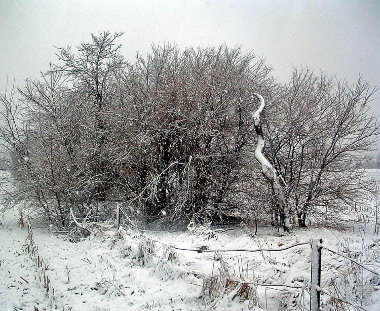 Fonds d'cran Nature Saisons - Hiver Tombe la neige