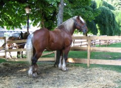 Fonds d'cran Animaux Cheval de trait Comtois