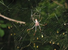 Fonds d'cran Animaux Araigne