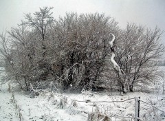 Fonds d'cran Nature Tombe la neige