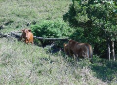 Fonds d'cran Animaux Troupeau en brousse en Nouvelle Caldonie