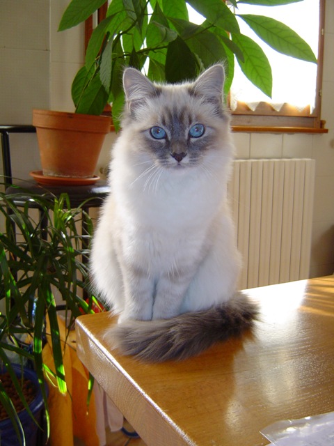 Fonds d'cran Animaux Chats - Chatons ma petite chatte : sacr de birmanie