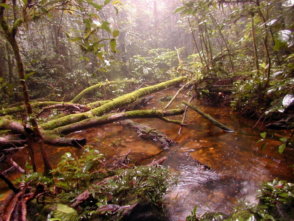 Fonds d'cran Nature Arbres - Forts Fort primaire