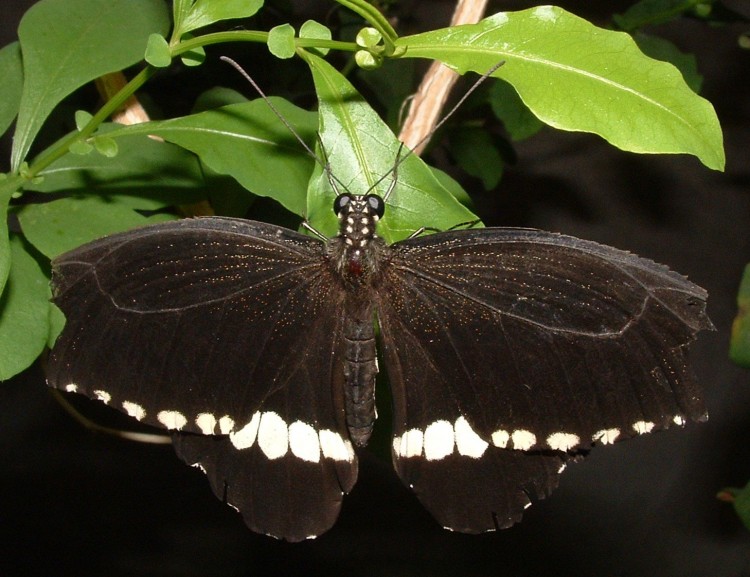 Fonds d'cran Animaux Insectes - Papillons papillon