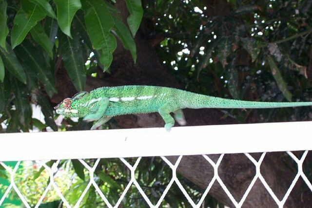 Fonds d'cran Animaux Camlons l'endormi : le lezard de l'Ile de la Runion