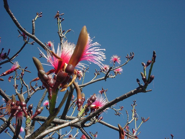 Fonds d'cran Nature Fleurs Arbre en fleur :o)