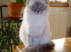 Fonds d'cran Animaux ma petite chatte : sacr de birmanie