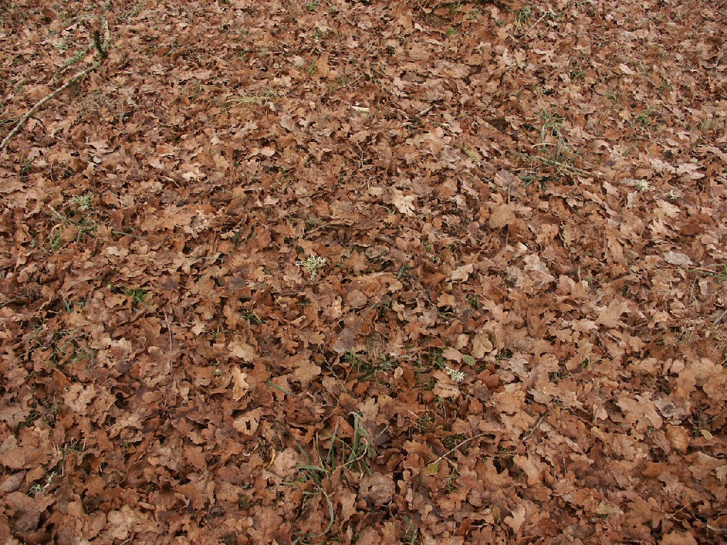 Fonds d'cran Nature Feuilles - Feuillages 