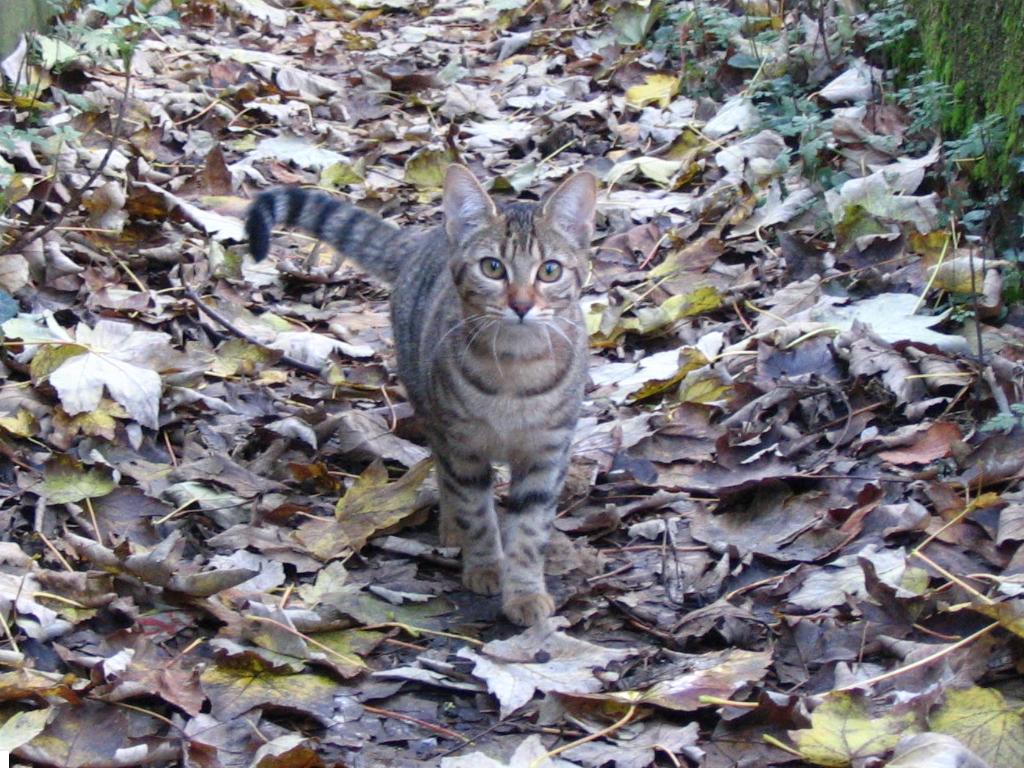 Fonds d'cran Animaux Chats - Chatons Tigresse