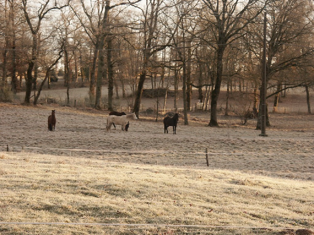 Fonds d'cran Animaux Chevaux 