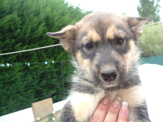 Fonds d'cran Animaux Chiens Le Bb de Cindy