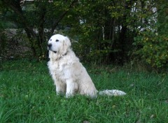 Fonds d'cran Animaux Golden retriever