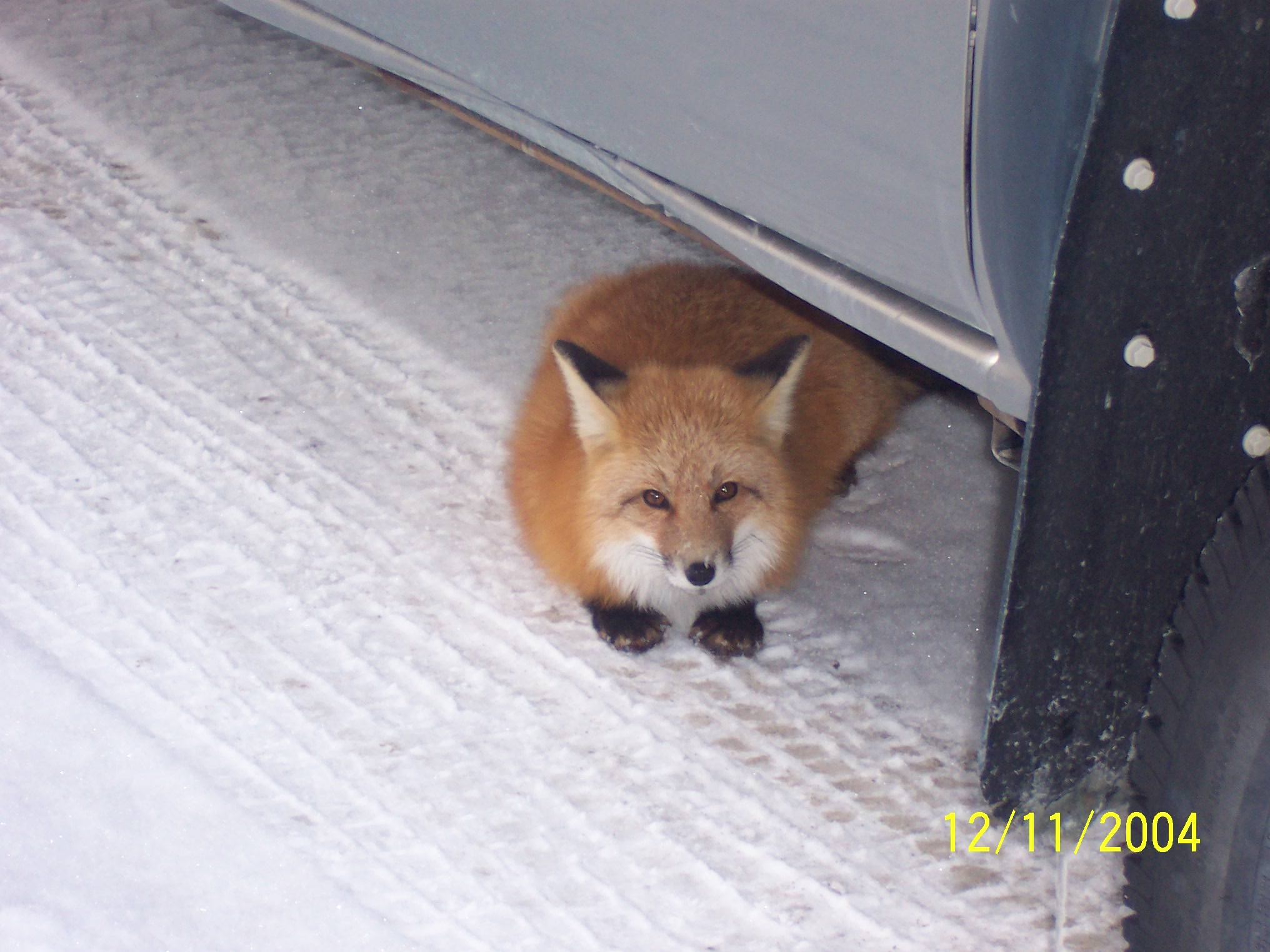 Fonds d'cran Animaux Renards 