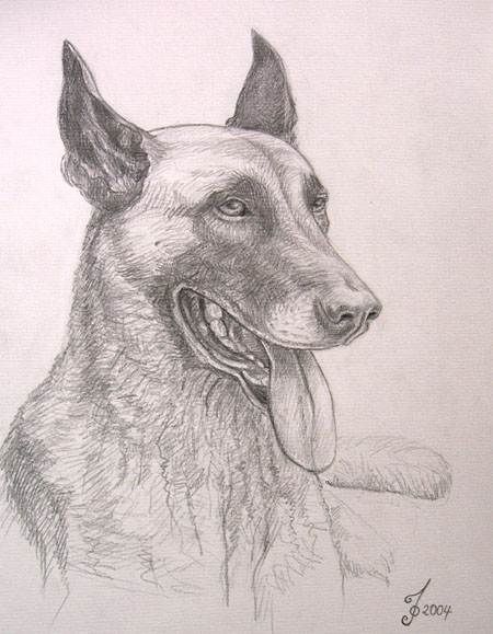 Wallpapers Art - Pencil Animals - Dogs Berger Malinois