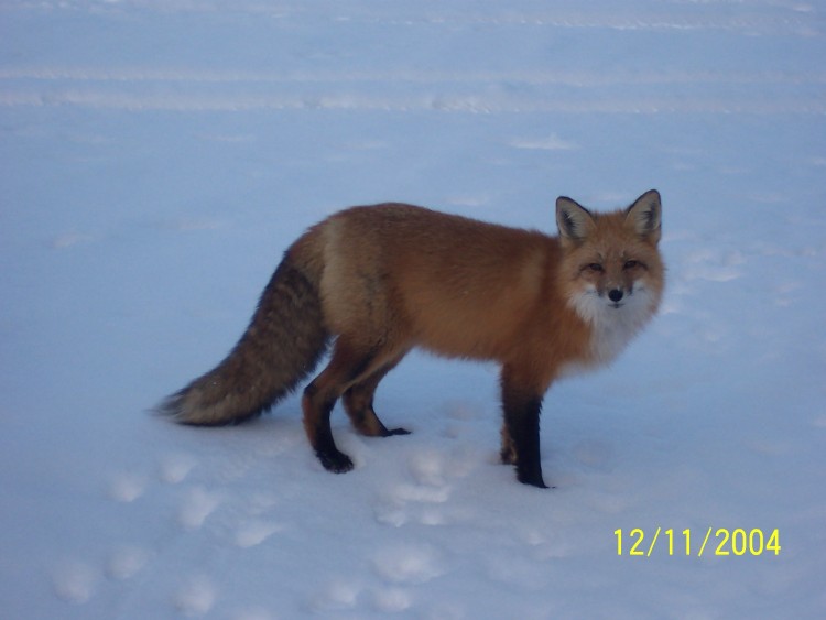 Fonds d'cran Animaux Renards Madame renard