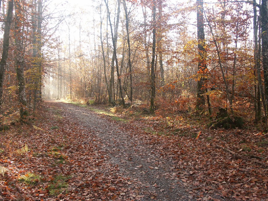 Wallpapers Nature Trees - Forests 