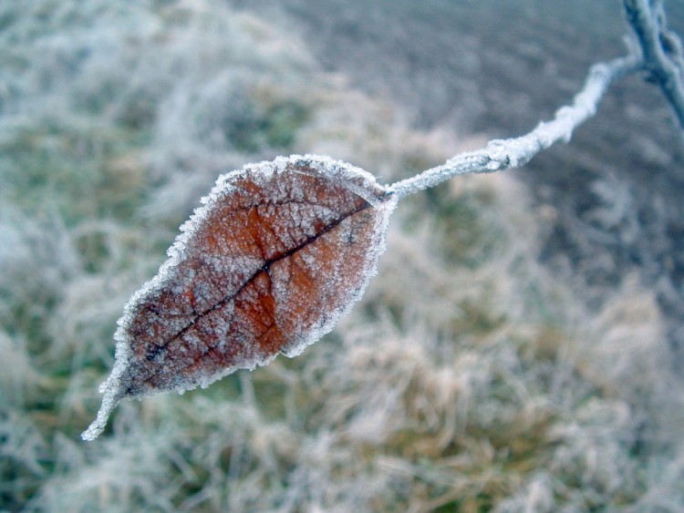 Wallpapers Nature Saisons - Winter Tombera, tombera pas ?