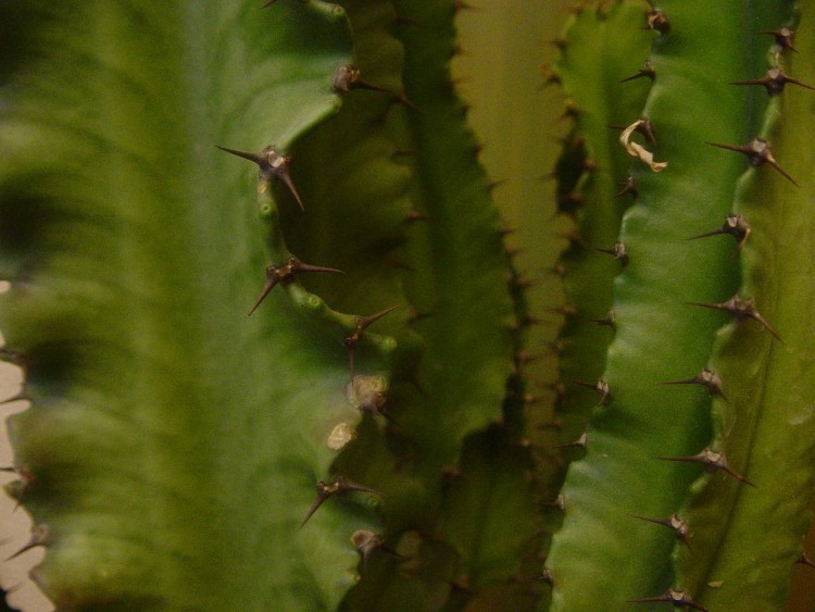 Fonds d'cran Nature Plantes - Arbustes Cactus de prs