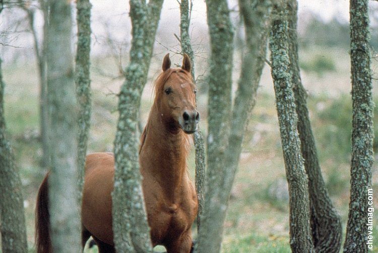 Fonds d'cran Animaux Chevaux Pr sang