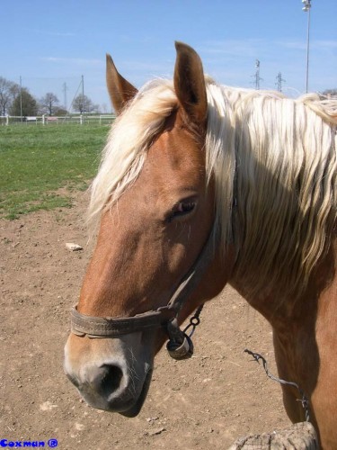 Fonds d'cran Animaux Chevaux Cheval Comtois