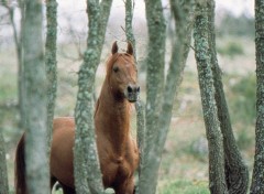 Fonds d'cran Animaux Pr sang