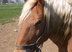 Fonds d'cran Animaux Cheval Comtois