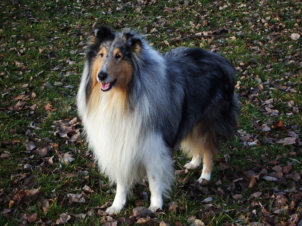 Fonds d'cran Animaux Chiens 