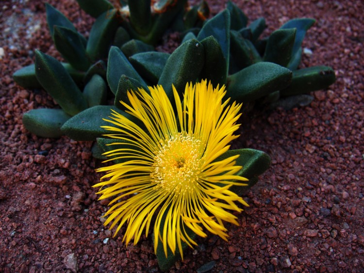 Wallpapers Nature Flowers fleur de cactus