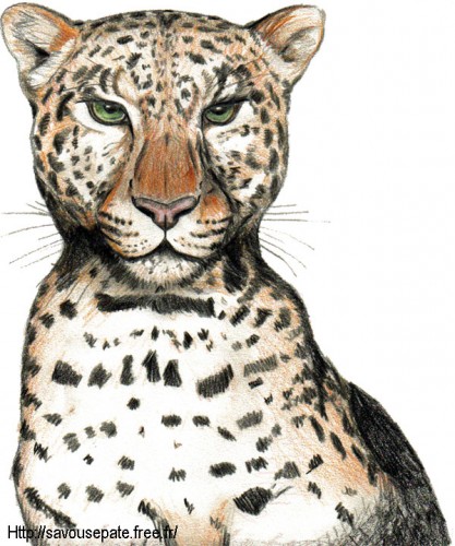 Wallpapers Art - Pencil Animals - Felines Leopard