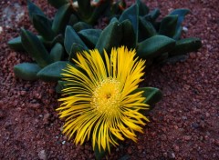 Wallpapers Nature fleur de cactus