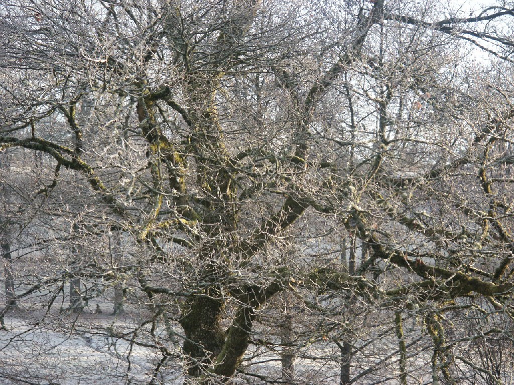 Fonds d'cran Nature Arbres - Forts 