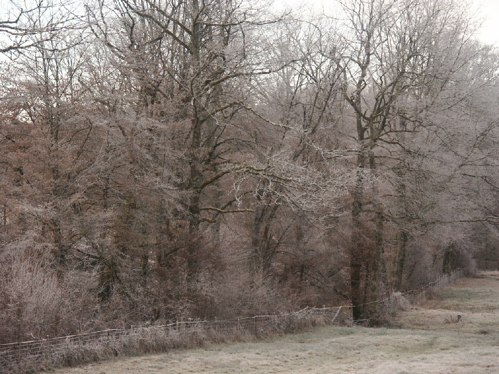 Fonds d'cran Nature Arbres - Forts 