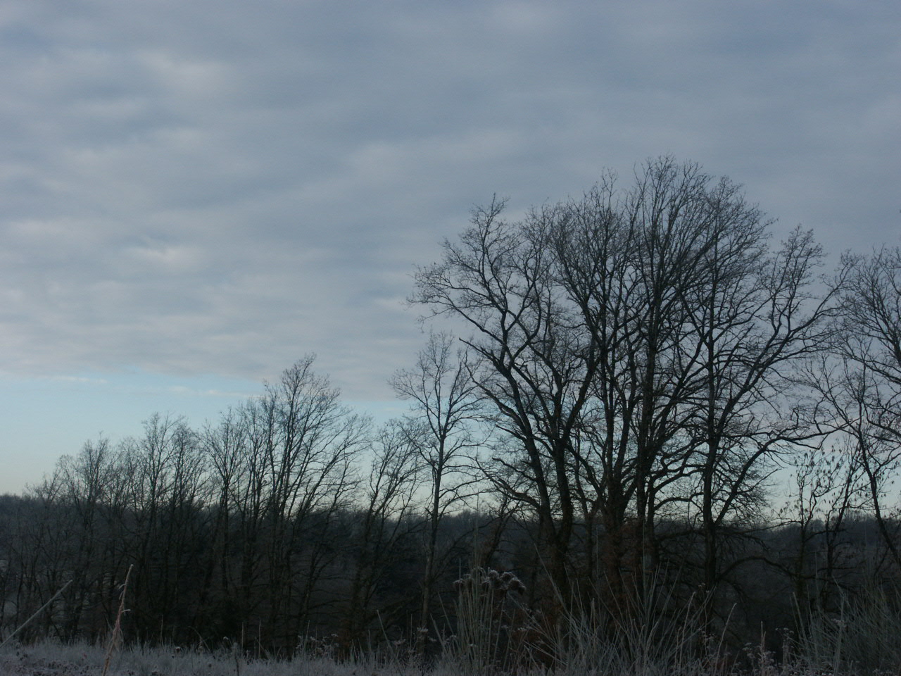 Fonds d'cran Nature Arbres - Forts 