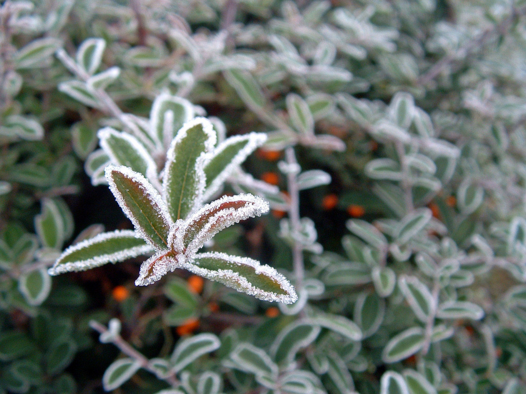 Fonds d'cran Nature Saisons - Hiver Givre, quand tu nous tiens !