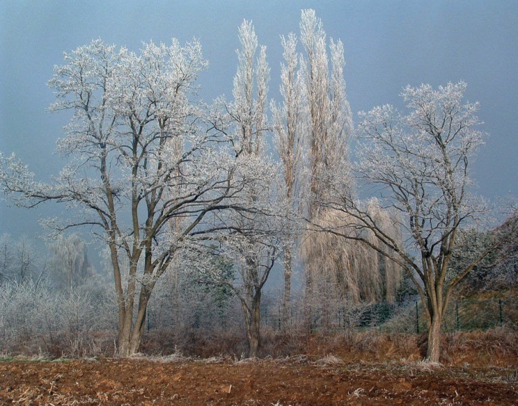 Fonds d'cran Nature Arbres - Forts Belle est la nature....