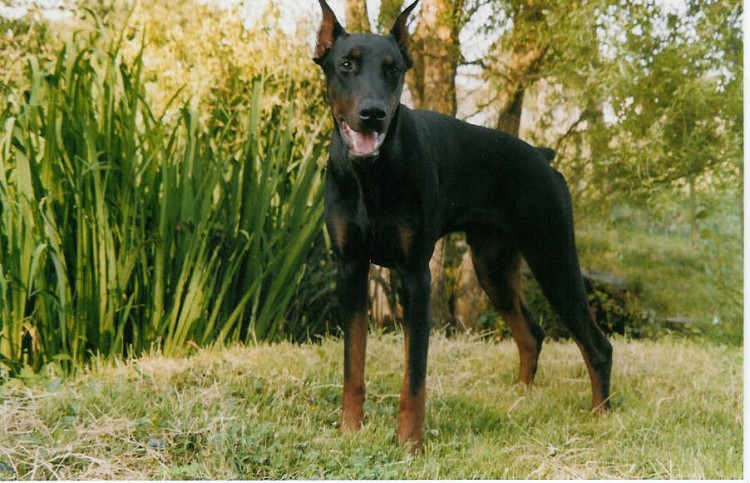 Fonds d'cran Animaux Chiens doberman