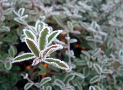 Fonds d'cran Nature Givre, quand tu nous tiens !