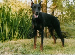 Fonds d'cran Animaux doberman