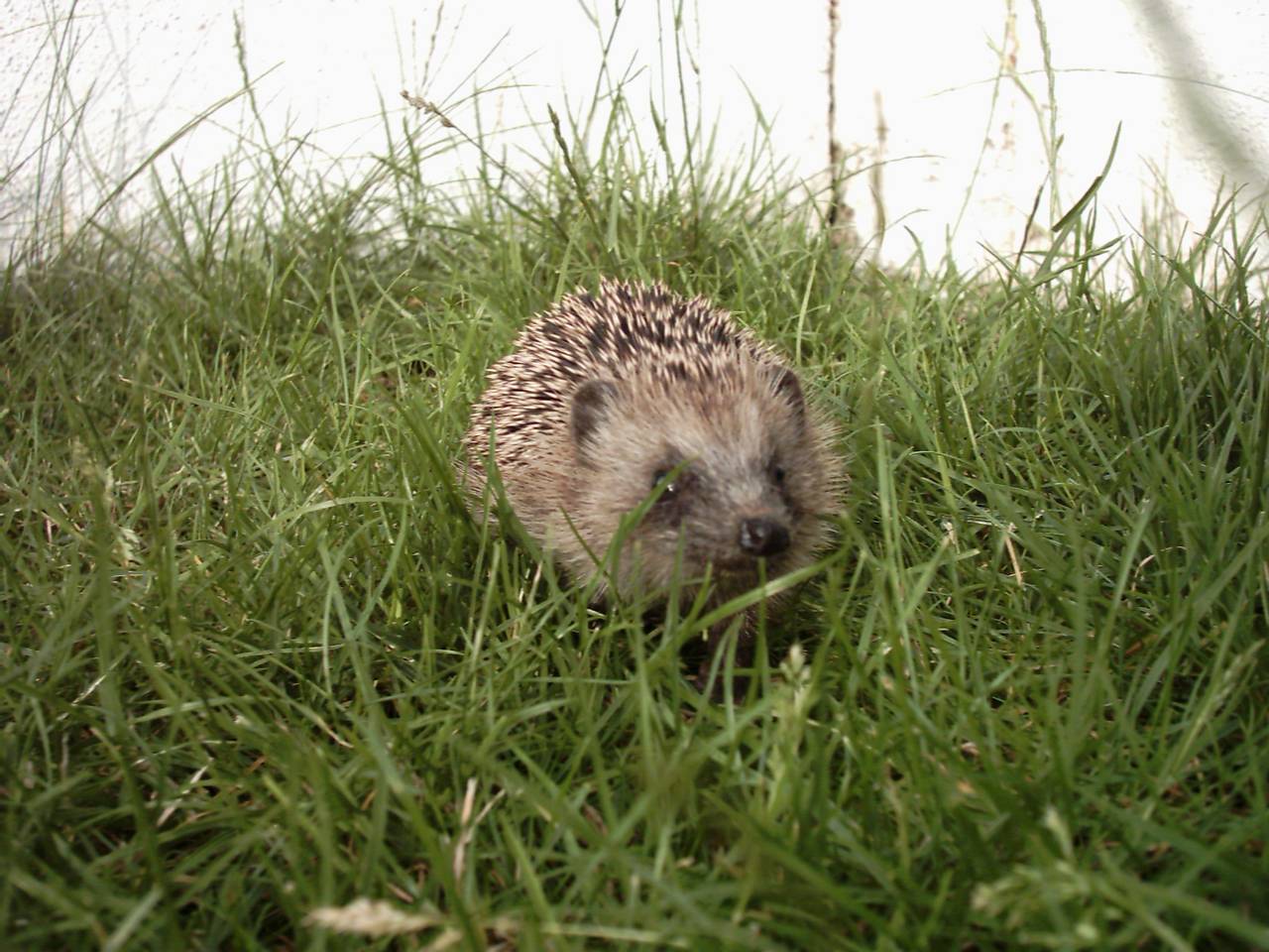 Wallpapers Animals Hedgehogs sonic