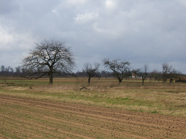 Wallpapers Nature Trees - Forests Arbres