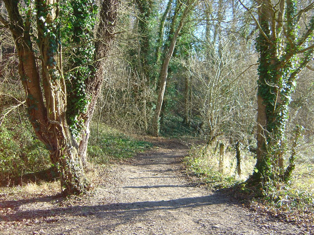 Fonds d'cran Nature Arbres - Forts 