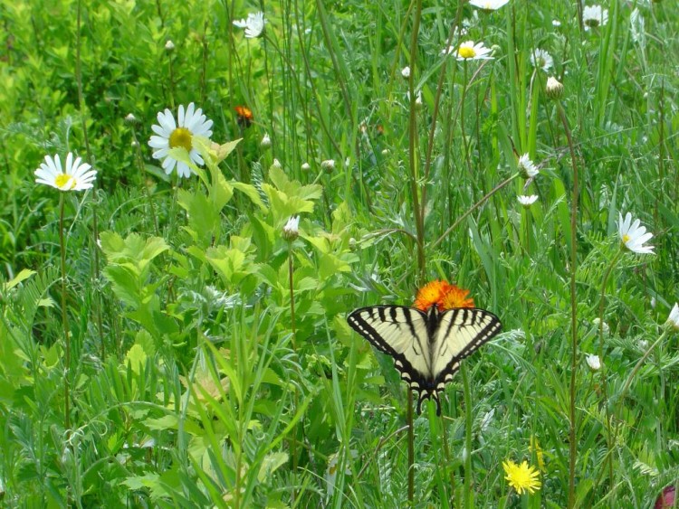 Wallpapers Animals Insects - Butterflies PAPILLON