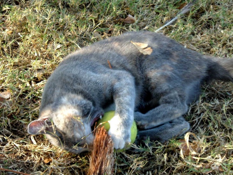 Fonds d'cran Animaux Chats - Chatons c ma ba-bal!